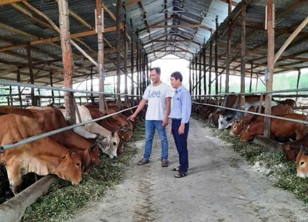 Hình ảnh cho bài viết Thu lợi nhuận gần 02 tỷ đồng/năm từ mô hình nuôi bò vỗ béo khép kín công nghệ cao tại xã Hòa Quang Bắc